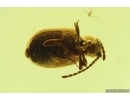 Nice Spider Beetle Ptinidae. Fossil insect Ukrainian Rovno amber #13759R