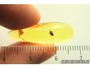 Nice Spider Beetle Ptinidae. Fossil insect Ukrainian Rovno amber #13759R