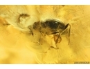 Ant-Like Stone Beetle Staphylinidae Scydmaeninae. Fossil inclusion Baltic amber #13760
