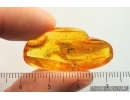 Ant-Like Stone Beetle Staphylinidae Scydmaeninae. Fossil inclusion Baltic amber #13760