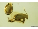 Flea Beetle Chrysomelidae Alticini Psyllototus. Fossil insect in Ukrainian Rovno amber #13762R