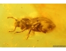 Cylindrical Bark beetle Zopheridae, Ant and More. Fossil insects Baltic amber #13764