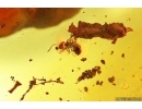 Cylindrical Bark beetle Zopheridae, Ant and More. Fossil insects Baltic amber #13764