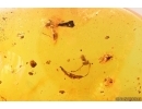 Cylindrical Bark beetle Zopheridae, Ant and More. Fossil insects Baltic amber #13764