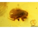 Cylindrical Bark beetle Zopheridae, Ant and More. Fossil insects Baltic amber #13764