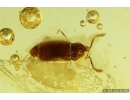 Rove beetle Staphylinidae and Caterpillar Case Lepidoptera. Fossil inclusions Ukrainian Rovno amber #13765R