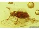 Rove beetle Staphylinidae and Caterpillar Case Lepidoptera. Fossil inclusions Ukrainian Rovno amber #13765R