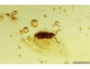 Rove beetle Staphylinidae and Caterpillar Case Lepidoptera. Fossil inclusions Ukrainian Rovno amber #13765R