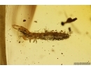 Nice Beetle Larva Coleoptera. Fossil inclusion Baltic amber #13766