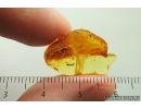 Nice Beetle Larva Coleoptera. Fossil inclusion Baltic amber #13766