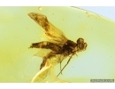 Extremally rare Metamorphosis Mayfly Ephemeroptera Leptophlebiidae Paraleptophlebia. Fossil insect Ukrainian Rovno amber #13770R