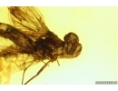 Extremally rare Metamorphosis Mayfly Ephemeroptera Leptophlebiidae Paraleptophlebia. Fossil insect Ukrainian Rovno amber #13770R