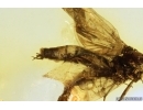 Extremally rare Metamorphosis Mayfly Ephemeroptera Leptophlebiidae Paraleptophlebia. Fossil insect Ukrainian Rovno amber #13770R