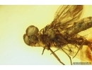 Extremally rare Metamorphosis Mayfly Ephemeroptera Leptophlebiidae Paraleptophlebia. Fossil insect Ukrainian Rovno amber #13770R