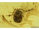Nice Pseudoscorpion. Fossil inclusion in Ukrainian Rovno amber #13780R
