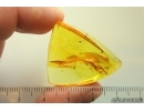 Nice Pseudoscorpion. Fossil inclusion in Ukrainian Rovno amber #13781R