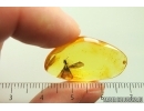 Termite Isoptera . Fossil insect Ukrainian Rovno amber stone #13782R