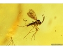 Millipede Diplopoda and More. Fossil inclusions Baltic amber #13783