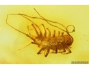 Nice Rare House Centipede Scutigeridae. Fossil inclusion in Baltic amber #13785