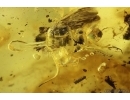Nice House Centipede Scutigeridae and Wasp Hymenoptera. Fossil inclusions Big 37g Ukrainian Rovno amber stone #13786R