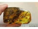 Nice House Centipede Scutigeridae and Wasp Hymenoptera. Fossil inclusions Big 37g Ukrainian Rovno amber stone #13786R