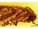 Cockroach Blattaria with Mite Acari! Fossil inclusions Baltic amber #13787