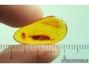 Cockroach Blattaria with Mite Acari! Fossil inclusions Baltic amber #13787