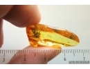 Cockroach Blattaria. Fossil inclusion Ukrainian Rovno amber #13788R