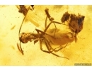 Very Nice Cockroach Blattaria and Ant Hymenoptera. Fossil inclusions Ukrainian Rovno amber #13789R