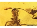Very Nice Cockroach Blattaria and Ant Hymenoptera. Fossil inclusions Ukrainian Rovno amber #13789R
