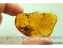 Very Nice Cockroach Blattaria and Ant Hymenoptera. Fossil inclusions Ukrainian Rovno amber #13789R