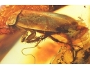 Very Big 16mm Cockroach Blattaria in Spider Web. Fossil inclusion in 37g Ukrainian Rovno amber stone #13790