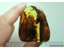 Very Big 16mm Cockroach Blattaria in Spider Web. Fossil inclusion in 37g Ukrainian Rovno amber stone #13790