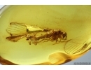 Lacewing Neuroptera. Fossil insect in Baltic amber #13791