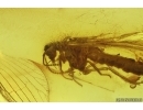 Lacewing Neuroptera. Fossil insect in Baltic amber #13791