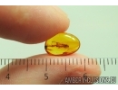 Lacewing Neuroptera. Fossil insect in Baltic amber #13791