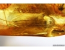 Very Nice Lacewing, Beetle Coleoptera, Wasp Hymenoptera. Fossil inclusions Ukrainian Rovno amber #13792R