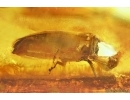 Very Nice Lacewing, Beetle Coleoptera, Wasp Hymenoptera. Fossil inclusions Ukrainian Rovno amber #13792R
