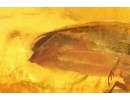 Very Nice Lacewing, Beetle Coleoptera, Wasp Hymenoptera. Fossil inclusions Ukrainian Rovno amber #13792R
