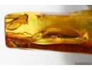 Very Nice Lacewing, Beetle Coleoptera, Wasp Hymenoptera. Fossil inclusions Ukrainian Rovno amber #13792R