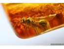 Very Nice Lacewing, Beetle Coleoptera, Wasp Hymenoptera. Fossil inclusions Ukrainian Rovno amber #13792R