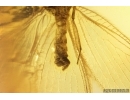 Very Nice Lacewing, Beetle Coleoptera, Wasp Hymenoptera. Fossil inclusions Ukrainian Rovno amber #13792R