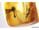 Very Nice Lacewing, Beetle Coleoptera, Wasp Hymenoptera. Fossil inclusions Ukrainian Rovno amber #13792R
