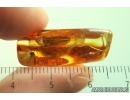 Very Nice Lacewing, Beetle Coleoptera, Wasp Hymenoptera. Fossil inclusions Ukrainian Rovno amber #13792R