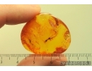 Very Rare Lacewing Aquatic larva Neuroptera Nevrothidae. Fossil insect Baltic amber #13793
