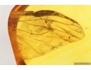 Extremely rare ALDERFLY MEGALOPTERA Wing and Wasp Hymenoptera. Fossil inclusions Baltic amber #13794