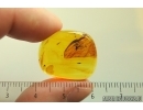 Extremely rare ALDERFLY MEGALOPTERA Wing and Wasp Hymenoptera. Fossil inclusions Baltic amber #13794