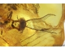 Extremely rare Big 27mm FISHFLY MEGALOPTERA CORYDALIDAE and More. Fossil inclusions Ukrainian Rovno amber #13795R