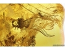 Extremely rare Big 27mm FISHFLY MEGALOPTERA CORYDALIDAE and More. Fossil inclusions Ukrainian Rovno amber #13795R