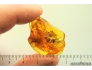 Extremely rare Big 27mm FISHFLY MEGALOPTERA CORYDALIDAE and More. Fossil inclusions Ukrainian Rovno amber #13795R